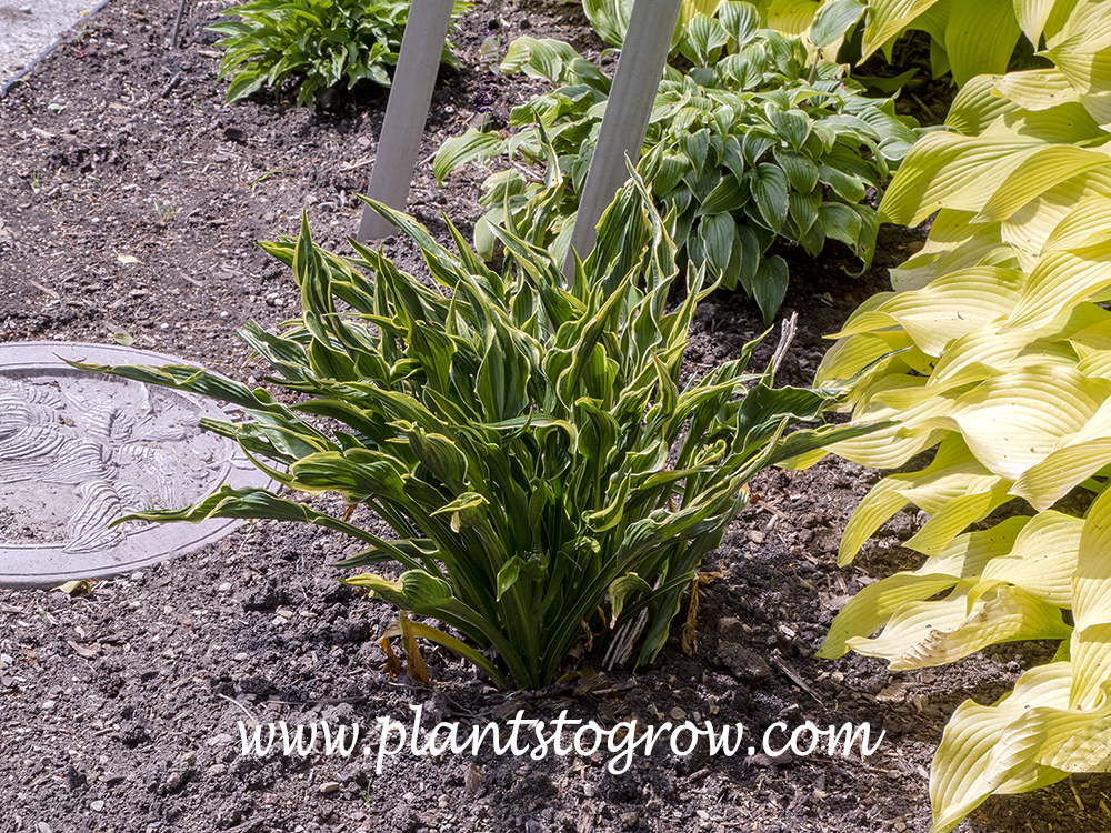 Hosta' Upright Hands' is a unique fully tetraploid sport of H. 'Praying Hands'.